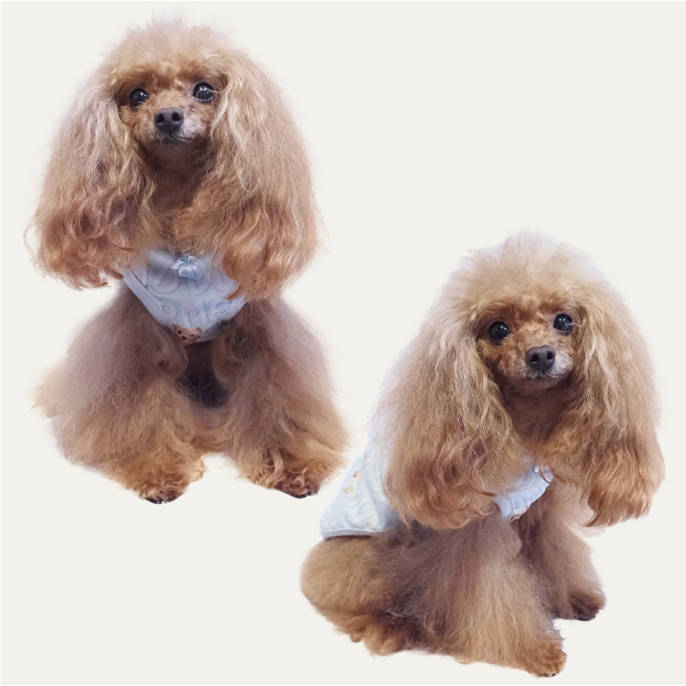 犬服 スーパークール・マリーン＆バビ背中開きタンク・✩ringo