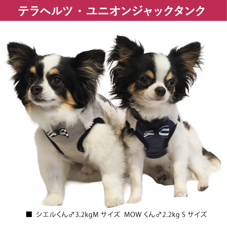 在庫限り】犬リカバリーウェア 2025クークチュール秋冬新作