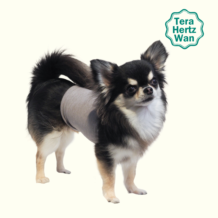 ❤犬用　ブラック　ＳＳ サイズ　大人気！　テラヘルツワン・ワンニャンテラバンド 2/27再入荷】犬介護 爆売れ人気商品! 【テラヘルツワン