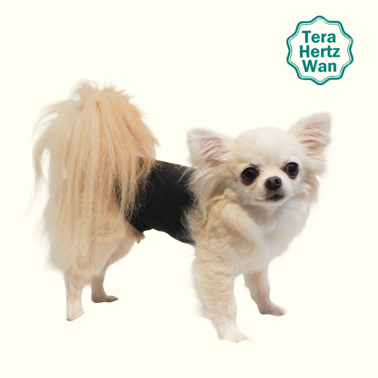 ❤犬　大人気！　腹巻　テラヘルツワン・ワンニャンテラバンド 2/27再入荷】犬介護 爆売れ人気商品! 【テラヘルツワン