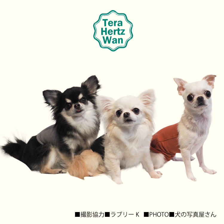 ❤犬用　ブラック　ＳＳ サイズ　大人気！　テラヘルツワン・ワンニャンテラバンド 2/27再入荷】犬介護 爆売れ人気商品! 【テラヘルツワン