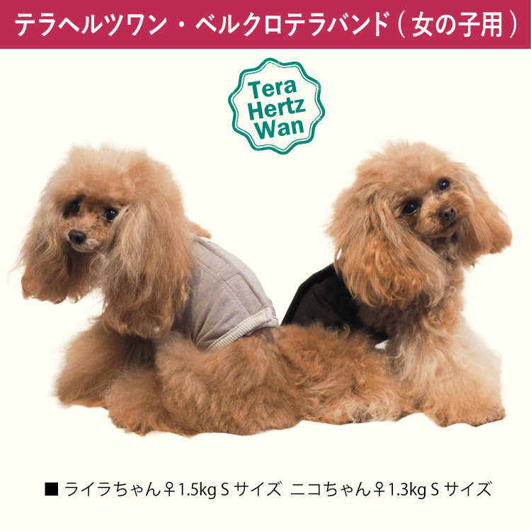 ❤犬　大人気！　腹巻　テラヘルツワン・ワンニャンテラバンド 2/27再入荷】犬介護 爆売れ人気商品! 【テラヘルツワン