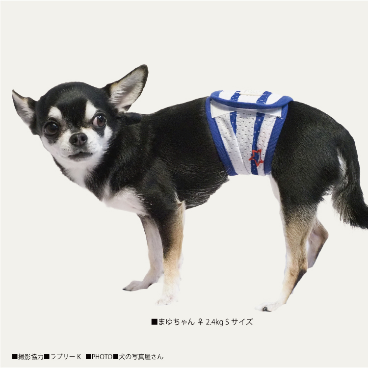 ５/26入荷】2023夏物新作マナーバンド 【スーパークール×クール・スターボーダーマナーバンド】（2色）7282[犬マナーバンド][SSから3L]