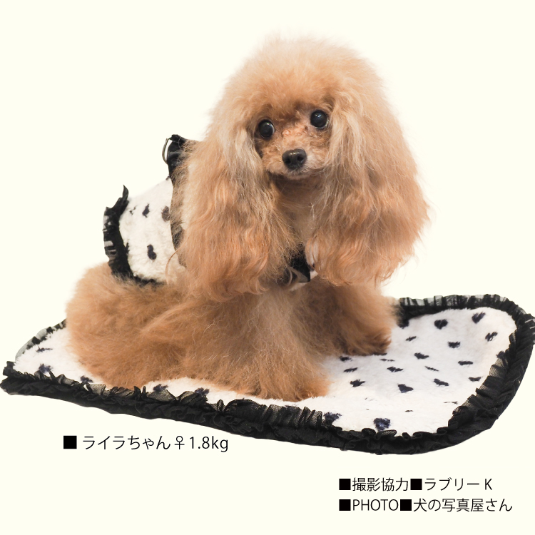 在庫限り】犬リカバリーグッズ 2025クークチュール秋冬新作