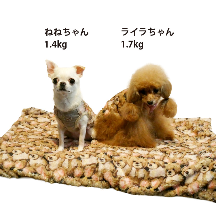 犬リカバリーグッズ 爆売れ人気商品!　 テラヘルツ・ワンニャンテラブランケット 10月中旬から下旬入荷予定】犬リカバリーグッズ 2026クークチュール