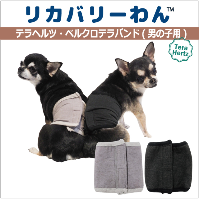 犬リカバリーグッズ めちゃ売れ!【 テラヘルツ・ベルクロテラバンド男の子用腹巻き】(マジックテープ付き腹巻き)