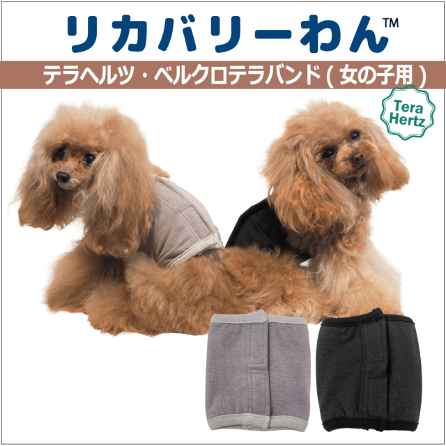 犬リカバリーグッズ めちゃ売れ!【 テラヘルツ・ベルクロテラバンド女の子用腹巻き】(マジックテープ付き腹巻き)